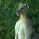 Illustration for article titled Unusually Buff Kangaroo Moves Into Australian Neighborhood